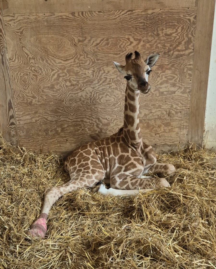 05 Żyrafa Pietruszka fot. Warszawskie ZOO