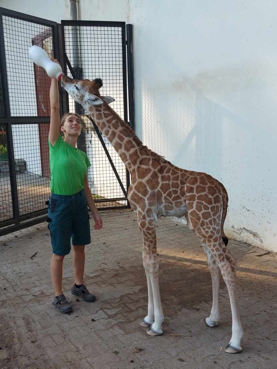 14 Żyrafa Pietruszka z opiekunką Karoliną fot. Warszawskie ZOO