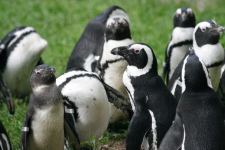 Nowy dom dla pingwinów w Warszawskim ZOO 1 fot. UM