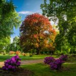 Buk z Dalkowa w konkursie European Tree of the Year