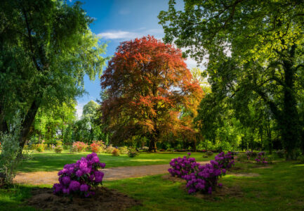 Buk z Dalkowa w konkursie European Tree of the Year fot. Klub Gaja