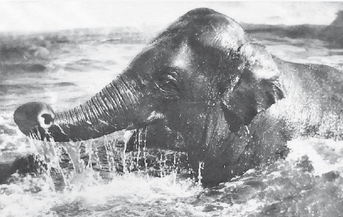 97. urodziny ZOO