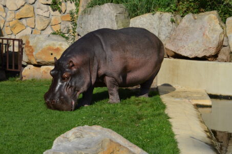 Hipopotam Hugo, warszawskie ZOO, Fot. Sylwia Rowicka
