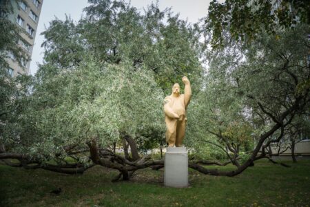 oliwnik ursus Drzewo Roku Foto Zarząd Zieleni Warszawa