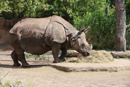 Teściowa Shikari Jhansi, wprowadza się do ZOO Foto warszawskie ZOO