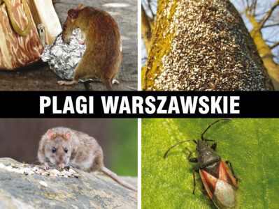 Plagi warszawskie
