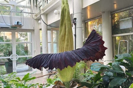 Dziwiło olbrzymie fot. Ogród Botaniczny UW