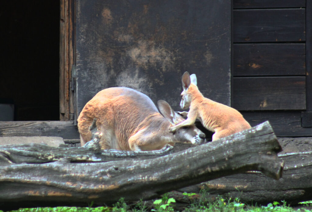 Kangurzątko urodziło się w warszawskim ZOO Foto Ewa Jakowlew