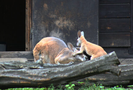 Kangurzątko urodziło się w warszawskim ZOO Foto Ewa Jakowlew