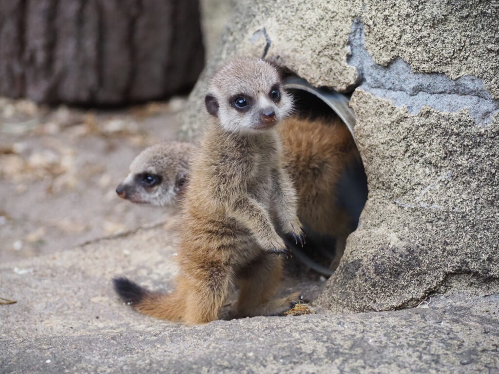 Narodziny surykatek Foto ZOO