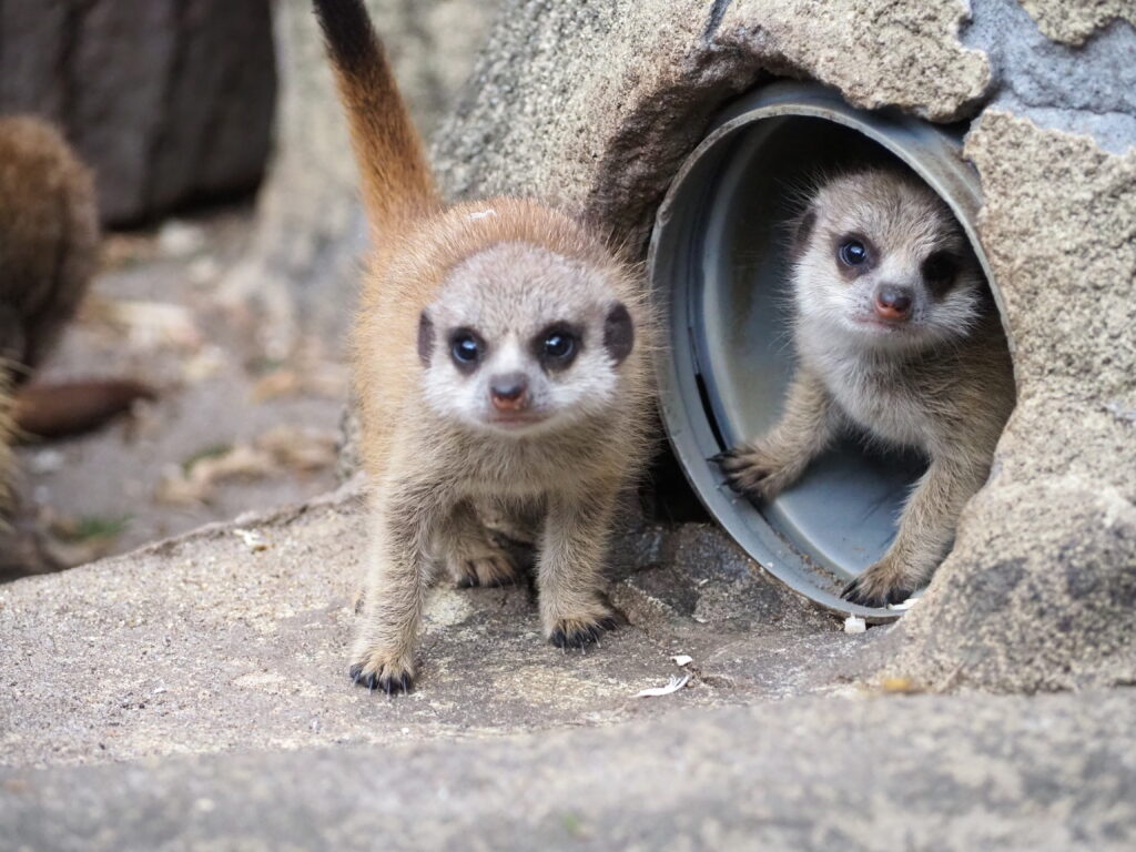 Narodziny surykatek Foto ZOO