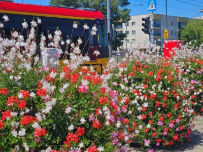 Adoptuj kwiaty z pętli Fot. Zarząd Oczyszczania Miasta