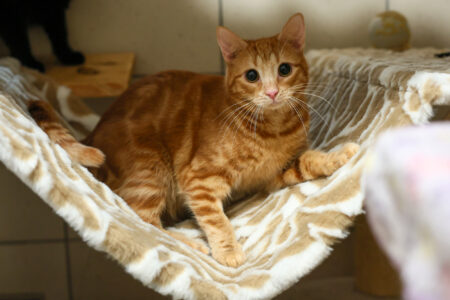 Opieka nad bezdomnymi zwierzętami i darmowe znakowanie. Foto Szymon Pulcyn UM