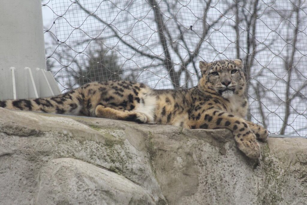 na zdjęciu Suri, leży na kamieniu