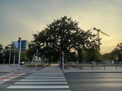 dąb Geralt; Dla Pragi