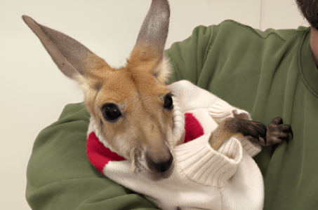 Kangurzyca Stefcia; Dawid Woliński