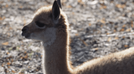 wikunia, autor: Paulina Chmielnicka-Tkaczyk/ Warszawskie ZOO