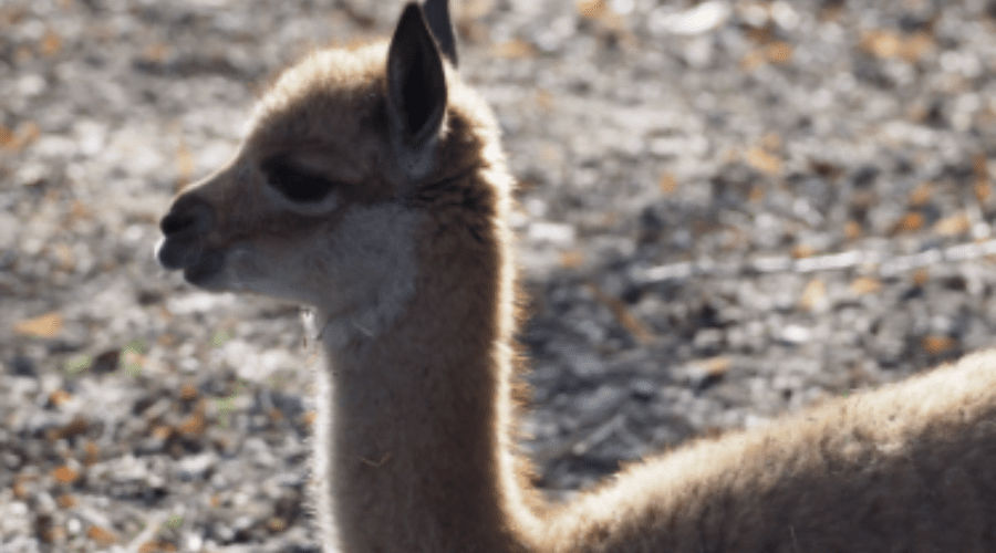 wikunia, autor: Paulina Chmielnicka-Tkaczyk/ Warszawskie ZOO