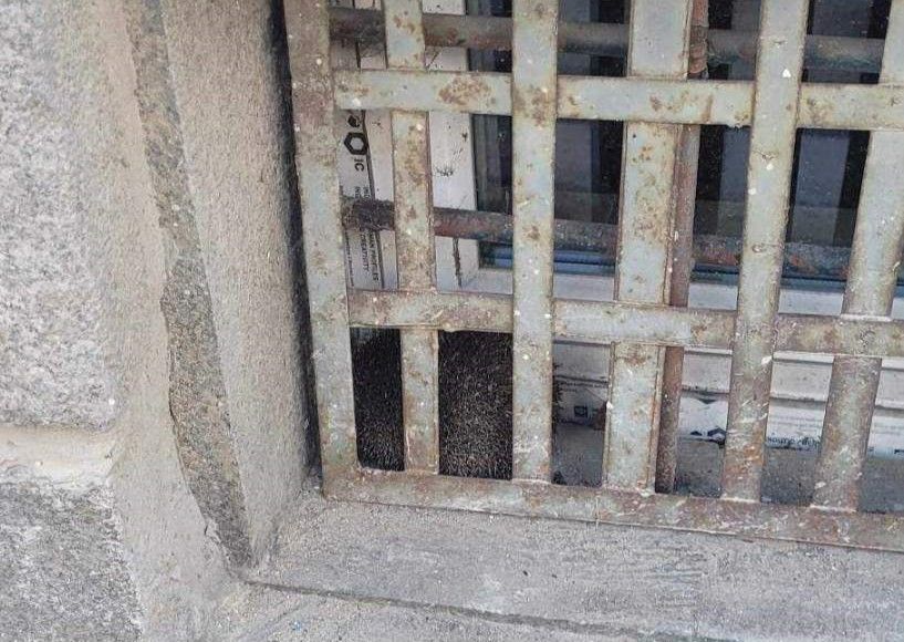 Tajemnica uwięzionego jeża Foto Straż Miejska