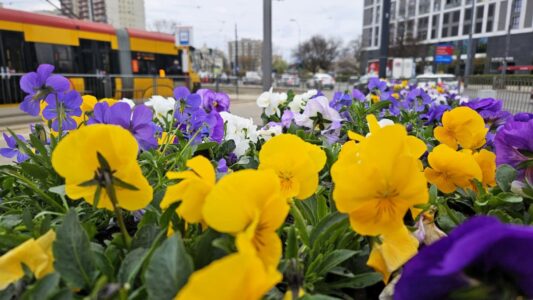 Bratki na pętli Wiatraczna, fot. Zarząd Oczyszczania Miasta