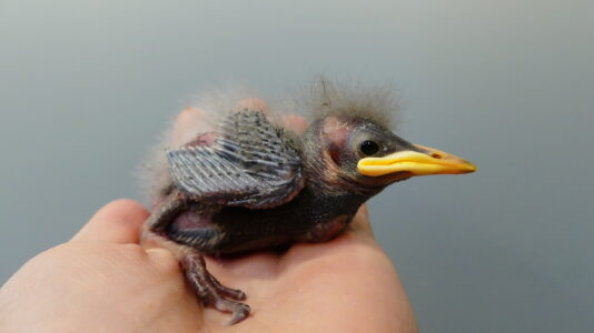 ZOOstaw, NIE porywaj 2026 Szpak pisklę fot. Ptasi Azyl Warszawskie ZOO