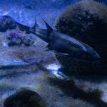 Światowy Dzień Rekinów i&nbsp;Płaszczek w&nbsp;Warszawskim ZOO
