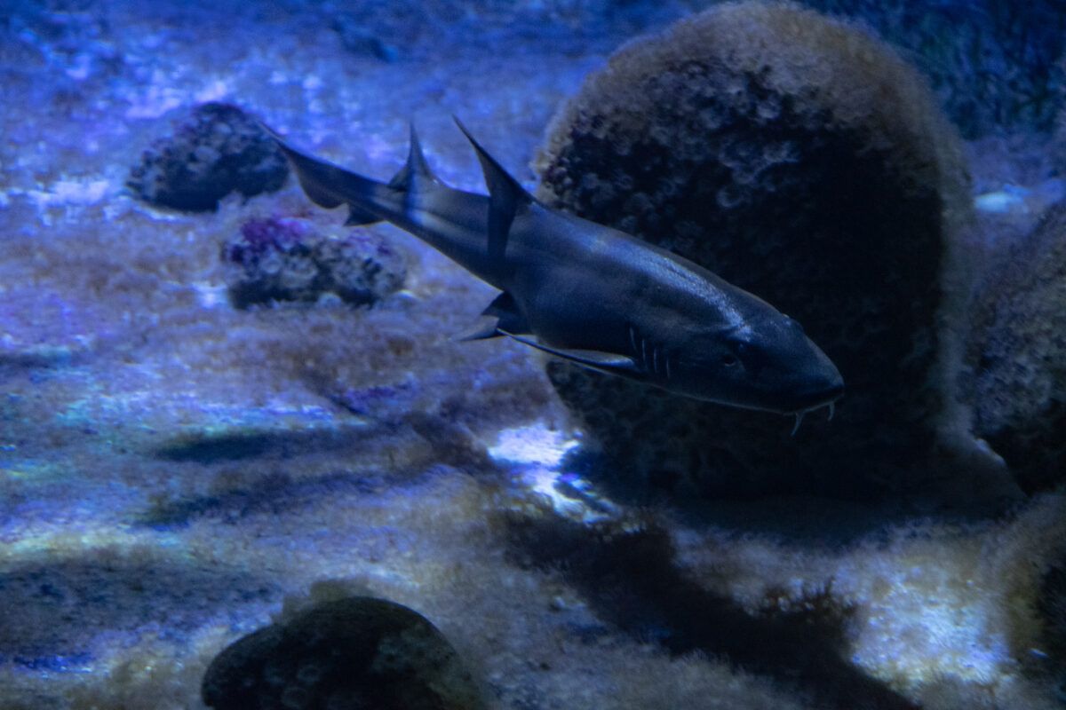 Światowy Dzień Rekinów i Płaszczek w Warszawskim ZOO