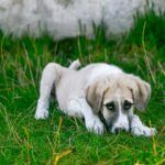 Zostaw – Puść – Nie&nbsp;rusz!