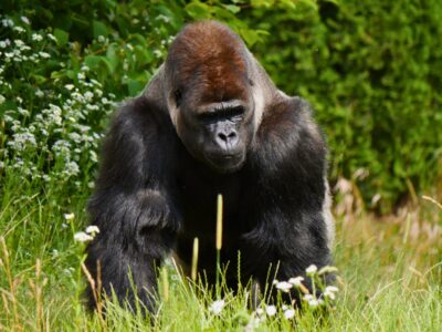 Po której stronie klatki jest zwierzę? Azizi Goryl foto Warszawskie ZOO